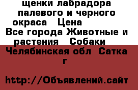 щенки лабрадора палевого и черного окраса › Цена ­ 30 000 - Все города Животные и растения » Собаки   . Челябинская обл.,Сатка г.